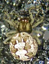 Theridion rabuni - photo 2
