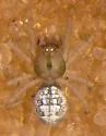 Theridion rabuni - photo 3