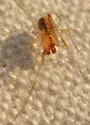 Theridion submissum