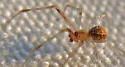 Theridion submissum - photo 2