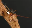 Theridion submissum - photo 3