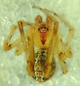 Theridion submissum - photo 4