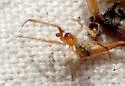 Theridion submissum - photo 5