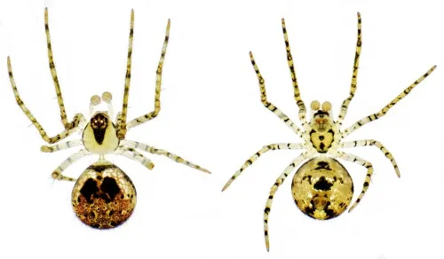 Platnickina tincta