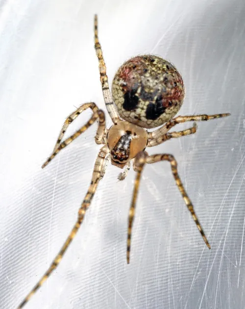 Platnickina tincta - photo 2
