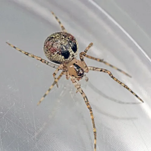 Platnickina tincta - photo 3