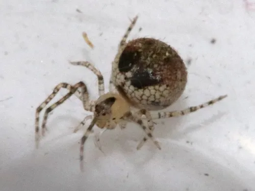 Platnickina tincta - photo 5