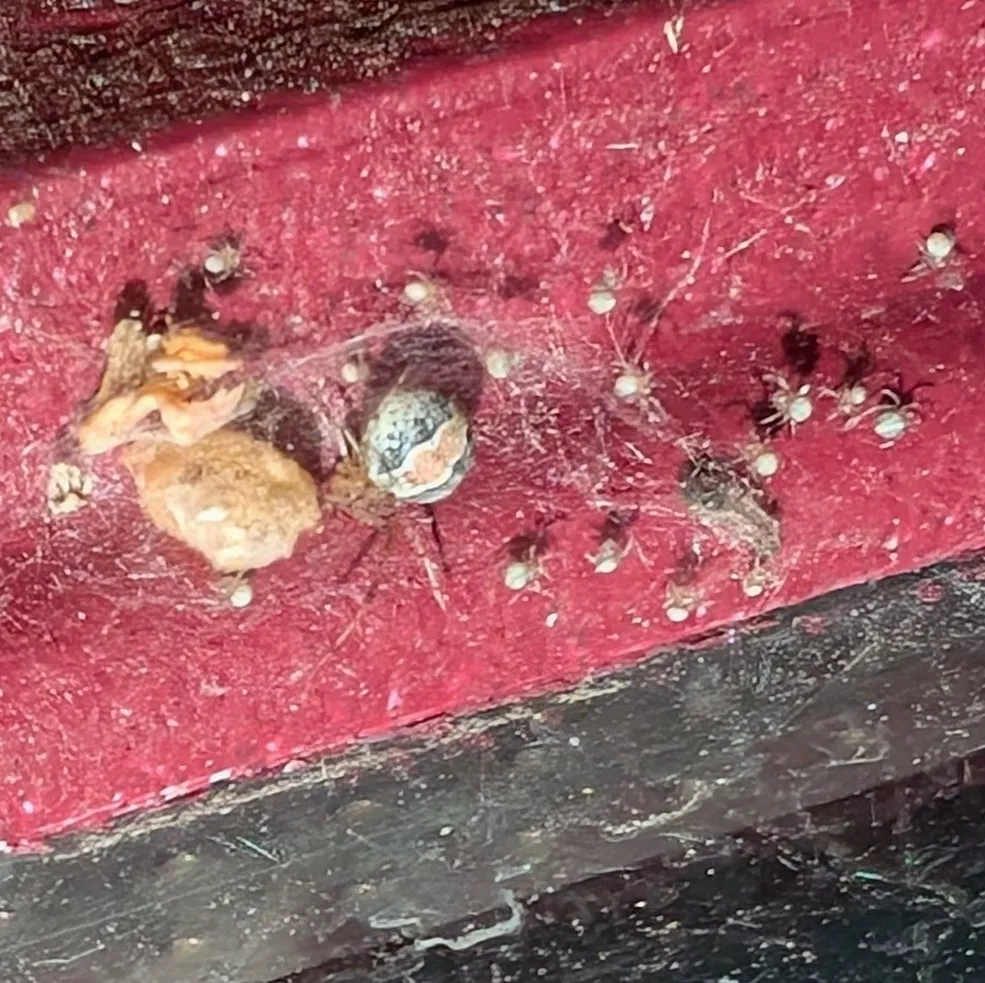 Theridion transgressum