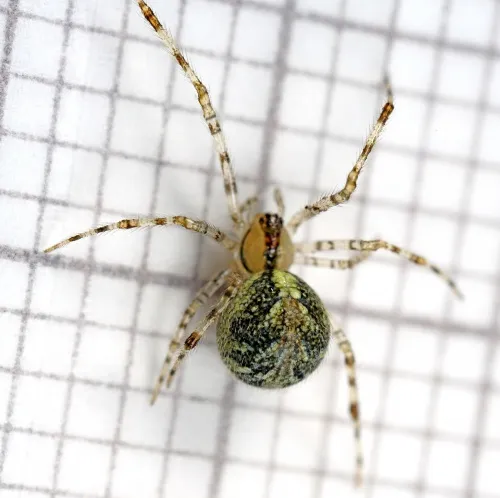 Theridion varians - Theridion varians
