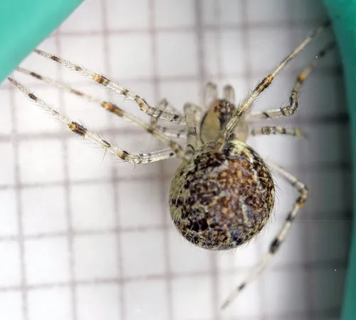 Theridion varians - photo 2