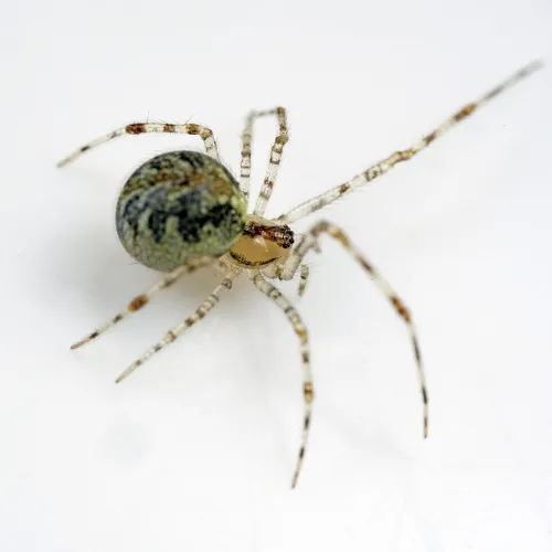 Theridion varians - photo 3