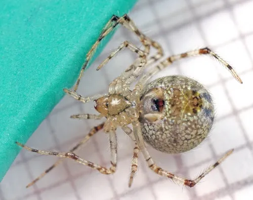 Theridion varians - photo 4