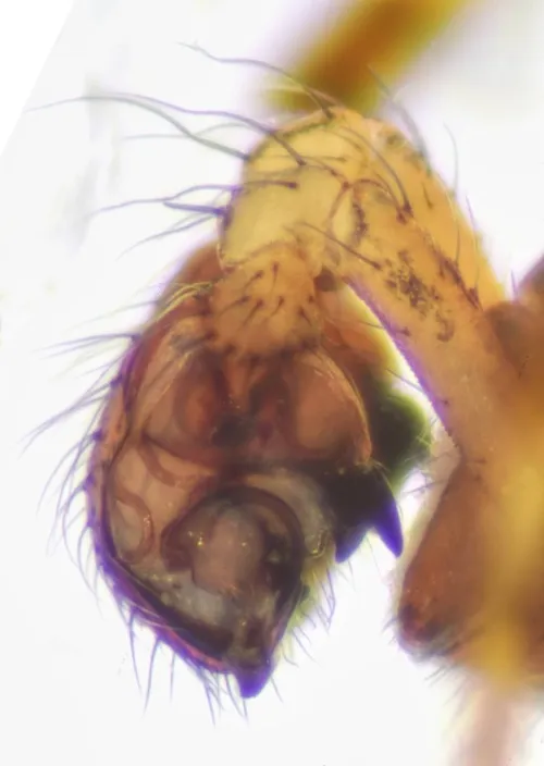 Theridion varians - photo 5
