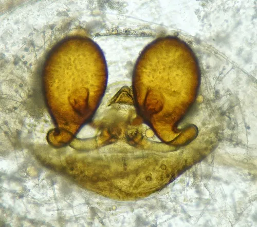 Theridion varians - photo 6