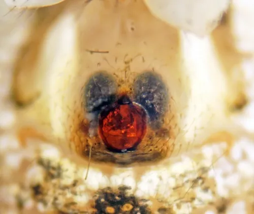 Theridion varians - photo 7