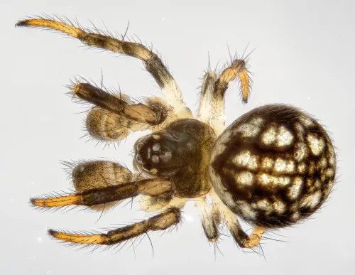 Theridiosoma gemmosum