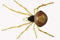Theridula emertoni