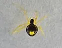 Theridula emertoni - photo 2
