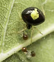 Theridula emertoni - photo 3