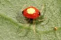 Theridula emertoni - photo 4