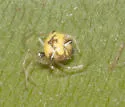 Theridula gonygaster