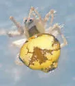 Theridula gonygaster - photo 2