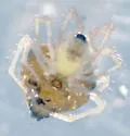 Theridula gonygaster - photo 3