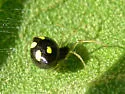 Theridula gonygaster - photo 4