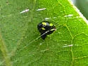 Theridula gonygaster - photo 5