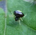Theridula opulenta