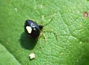 Theridula opulenta - photo 2