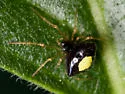 Theridula opulenta - photo 3