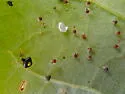 Theridula opulenta - photo 4