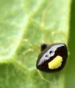 Theridula opulenta - photo 5