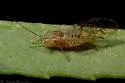 Sweet Clover Aphid