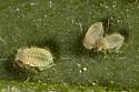 Sweet Clover Aphid - photo 2