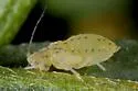 Sweet Clover Aphid - photo 3