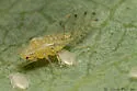 Therioaphis tenera