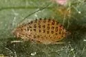 Yellow Clover Aphid