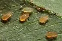 Yellow Clover Aphid - photo 2