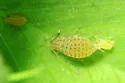 Yellow Clover Aphid - photo 4