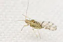 Yellow Clover Aphid - photo 5