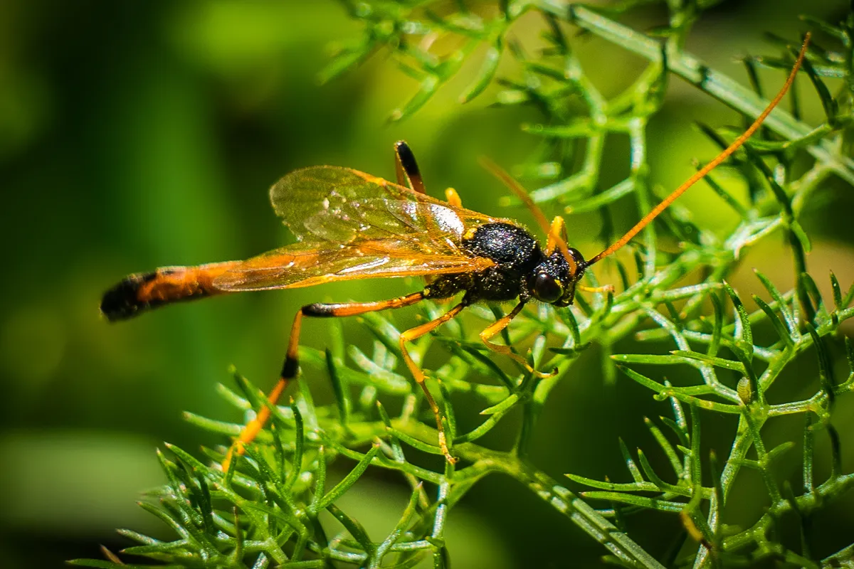 Therion circumflexum