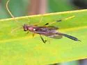 Therion longipes