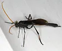 Therion nigripes