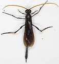 Therion nigripes - photo 2