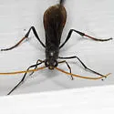 Therion nigripes - photo 3