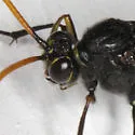 Therion nigripes - photo 4