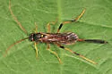 Therion petiolatum