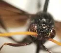 Therion tenuipes